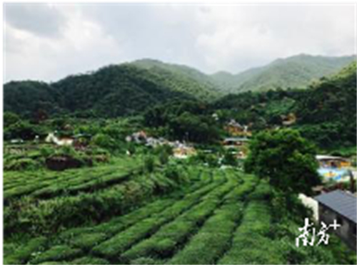 广东最受欢迎十大茶旅游线路：揭阳市揭阳玉湖山生态茶园