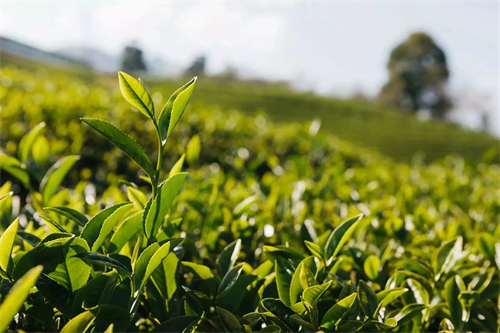 绿茶有什么功效 绿茶的功效