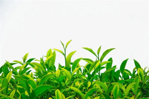 绿茶哪个种类比较好 绿茶的主要种类