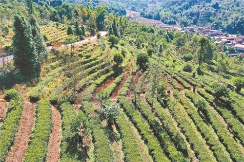 推动茶旅融合发展 助力绿美乡村建设