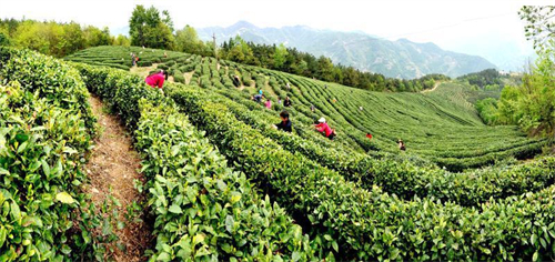 西乡深入实施茶旅融合战略 去年旅游收入逾44亿元