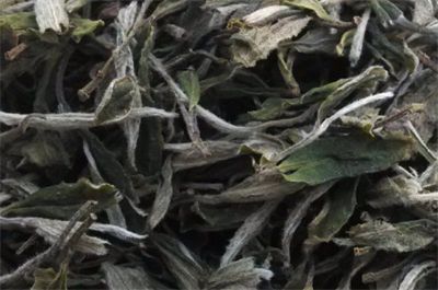 白茶有哪些品种（白茶是绿茶吗）