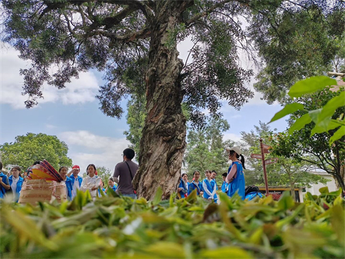 上茗轩茶文化研学实践教育基地（五四松山湖实验中学茶文化研学）